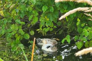A pair of ducks enjoy the new pond in the Homer Public Library's rain basin following recent heavy rains on Friday, Oct. 3, 2025, in Homer, Alaska. (Delcenia Cosman/Homer News)