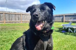 Lola, 6.5-year-old female. Photo courtesy of Homer Animal Shelter