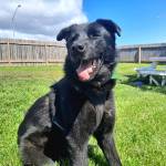 Lola, 6.5-year-old female. Photo courtesy of Homer Animal Shelter