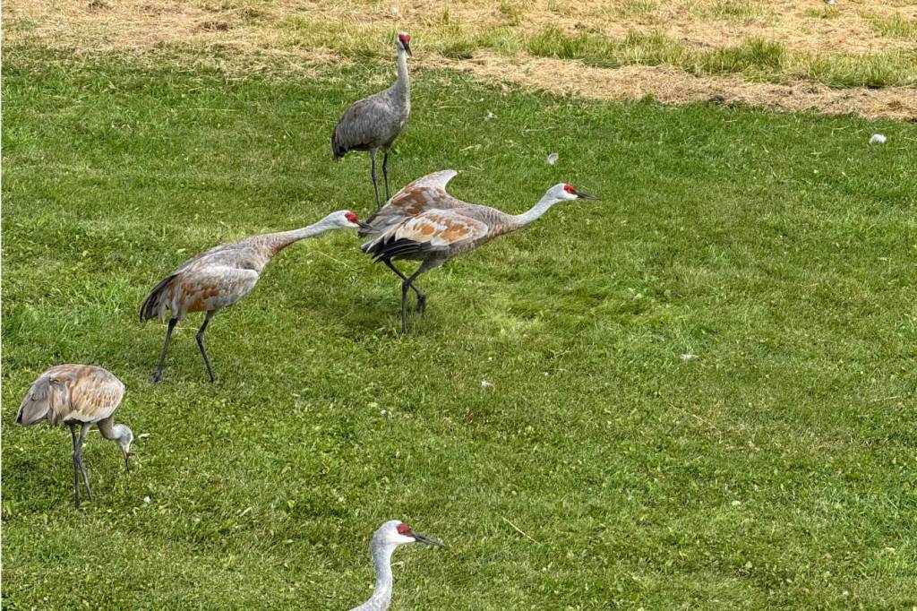 Adult sandhill cranes lead the flock to go on a pre-migration training flight. Cranes signal their intent to take off by stretching their necks forward and almost parallel to the ground.  Photo courtesy of Nina Faust