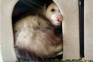 Ophelia the Virginia opossum, affectionately called "Grubby" by Homer locals, passed away due to complications from old age on Saturday, Oct. 11, 2025, at the Alaska Zoo in Anchorage, Alaska. Photo courtesy of the Alaska Zoo