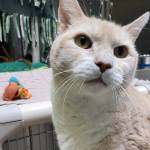 Hunter, 12-year-old male. Photo courtesy of Homer Animal Shelter