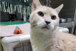 Hunter, 12-year-old male. Photo courtesy of Homer Animal Shelter