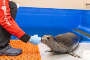 Kova, a spotted seal pup rescued from Nome in June, touches his nose to an Alaska SeaLife Center staff members hand in this photo taken Oct. 10, 2025, at the Alaska SeaLife Center in Seward, Alaska. Photo courtesy Kaiti Grant/Alaska SeaLife Center