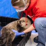 A sea otter pup rescued in Homer in the summer of 2025 receives care from the Alaska SeaLife Center and Chicagos Shedd Aquarium while being rehabilitated at ASLC in Seward, Alaska. Photo courtesy Kaiti Grant/Alaska SeaLife Center