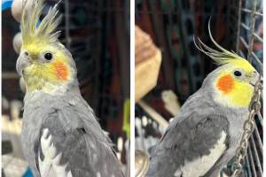 Curly and Paco, male cockatiels. Photo courtesy of Homer Animal Shelter
