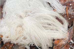 “Hair ice” grows from the forest floor in Fairbanks, Alaska. Photo courtesy of Ned Rozell