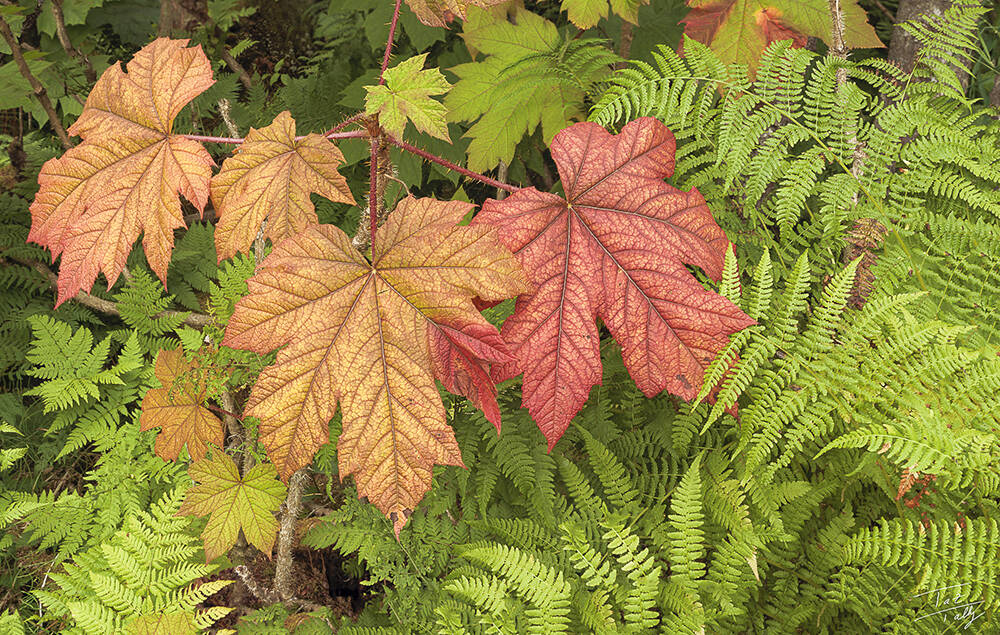 Pratt Woods Bouquet is a photograph taken by Taz Tally in September 2025 and is on display through November in his solo exhibit at the Art Shop Gallery in Homer, Alaska. Photo provided by Taz Tally