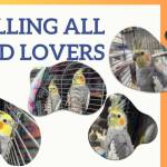 Paco, 9-year-old male cockatiel, and Curly, 30-year-old male cockatiel. Photo courtesy of Homer Animal Shelter