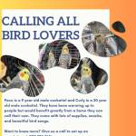 Paco, 9-year-old male cockatiel, and Curly, 30-year-old male cockatiel. Photo courtesy of Homer Animal Shelter