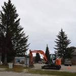 A large spruce tree stands near Homer City Hall, at the corner of Pioneer Avenue and Kachemak Way, on Friday, Nov. 14, 2025, in Homer, Alaska. The tree was removed Tuesday, Nov. 18, to facilitate the replacement of a fire hydrant. (Delcenia Cosman/Homer News)