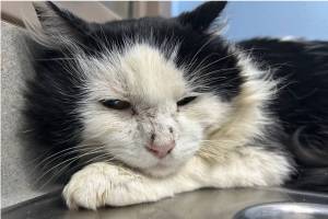 Freddy, 5-year-old male. Photo courtesy of Homer Animal Shelter