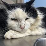 Freddy, 5-year-old male. Photo courtesy of Homer Animal Shelter