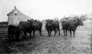 Photo from a circa 1906-07 U.S. Department of Agriculture report on Alaskas agricultural experiment stations
Hardy Galloway cattle, from Scotland, were transplanted to the agricultural experiment station at Kenai in 1906. The Kenai Stations main quarters can be seen in the background.