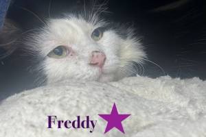 Freddy, 5-year-old male. Photo courtesy of Homer Animal Shelter