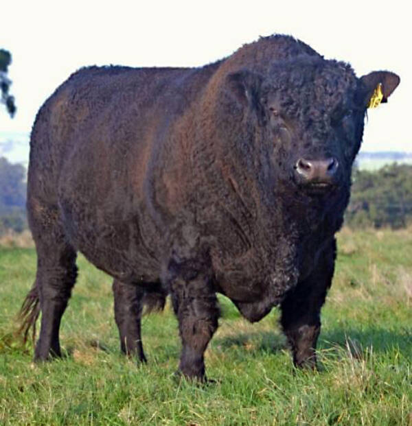 This Wikipedia photo shows an example of the hardy Galloway breed of cattle that were imported from Scotland to the Kenai and Kodiak agricultural experiment stations in 1906.