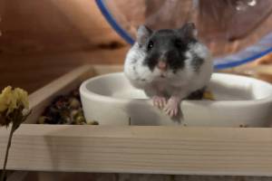 Science is a female Djungarian hamster. Photo courtesy of Homer Animal Shelter