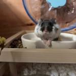 Science is a female Djungarian hamster. Photo courtesy of Homer Animal Shelter