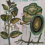 A nettle poster created by artist Carla Klinker depicts the plants structure and where fibers are located in the plant that can be processed and used for fiber arts. Photo provided by Carla Klinker