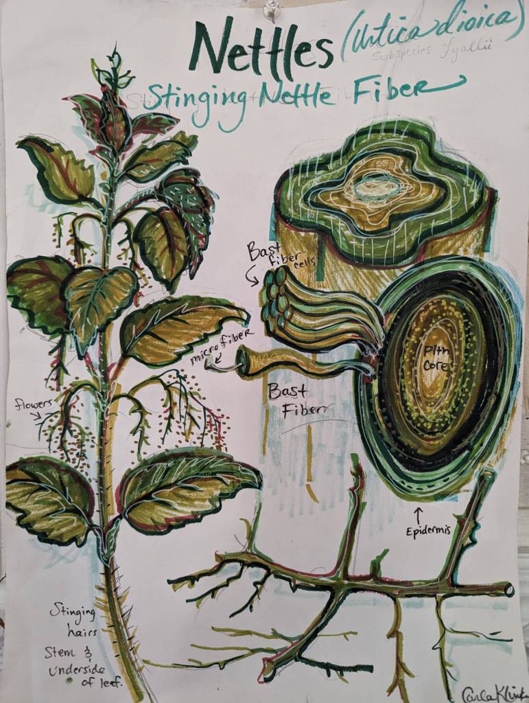 A nettle poster created by artist Carla Klinker depicts the plants structure and where fibers are located in the plant that can be processed and used for fiber arts. Photo provided by Carla Klinker