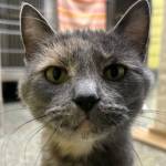 Elma, 10-month-old female. Photo courtesy Homer Animal Shelter