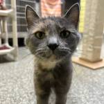 Elma, 10-month-old female. Photo courtesy Homer Animal Shelter