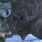 Four members of the Riley Creek wolf pack, including the matriarch, “Riley,” dig a moose carcass frozen from creek ice in May 2016. National Park Service trail camera photo