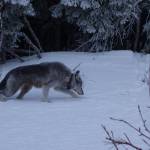 A 9-year-old female wolf with a satellite collar limps alongside the highway near Denali National Park in February 2019. Photo courtesy Ned Rozell