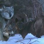 Four members of the Riley Creek wolf pack, including the matriarch, Riley, dig a moose carcass frozen from creek ice in May 2016. National Park Service trail camera photo