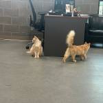 Charlie and Percy Weasley, 1.5-year-old males. Photo courtesy of Homer Animal Shelter