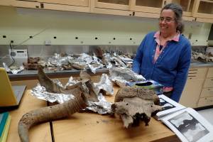 Pam Groves of the University of Alaska Fairbanks looks at bones of ancient creatures she has gathered over the years from northern rivers. The remains here include musk oxen, steppe bison and mammoth. Photo by Ned Rozell