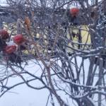 Dried rosehips cling to the bare branches of a rosebush outside the Homer News office on Tuesday, Jan. 13, 2026, in Homer, Alaska. (Delcenia Cosman/Homer News)