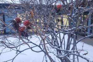 Dried rosehips cling to the bare branches of a rosebush outside the Homer News office on Tuesday, Jan. 13, 2026, in Homer, Alaska. (Delcenia Cosman/Homer News)