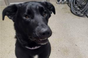 Carter, young male black lab mix. Photo courtesy Homer Animal Shelter
