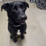 Carter, young male black lab mix. Photo courtesy Homer Animal Shelter