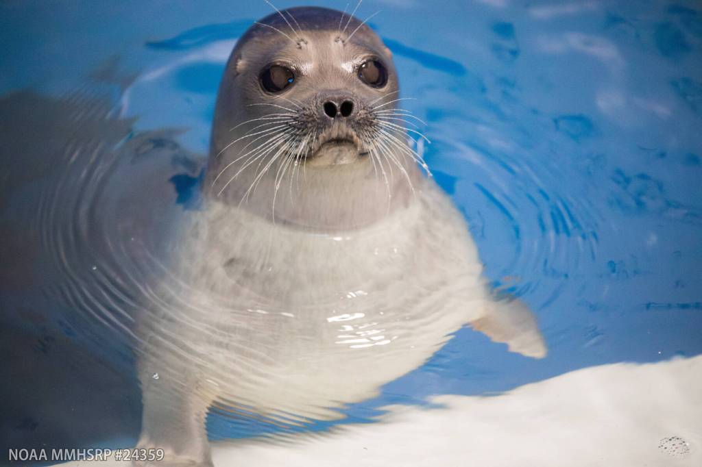 A young male ringed seal, rescued from an oilfield in Alaskas Beaufort Sea on Dec. 17, 2025, is receiving care at the Alaska SeaLife Center in Seward, Alaska. Photo courtesy Kaiti Grant/Alaska SeaLife Center