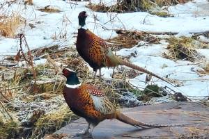 Two male ring-necked pheasants stroll around outside on Sunday, Feb. 1, 2026, outside the Homer News office in Homer, Alaska. (Delcenia Cosman/Homer News)