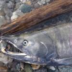 Chum salmon, such as this one that returned to the Delta River to spawn, recently crashed in numbers along with Chinook salmon. Photo courtesy Ned Rozell