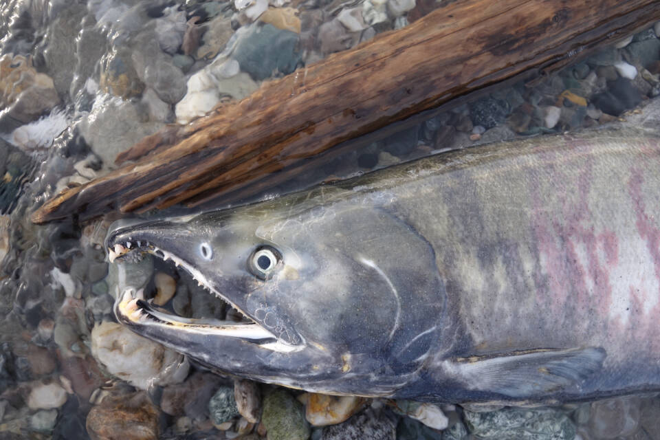 Chum salmon, such as this one that returned to the Delta River to spawn, recently crashed in numbers along with Chinook salmon. Photo courtesy Ned Rozell