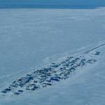 Northern sea ice, such as this surrounding the community of Kivalina, has declined dramatically in area and thickness over the last few decades. Photo courtesy Ned Rozell