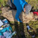 Biologist Jordan Pruszenski measures an anesthetized bear during May 2025. Biologists take measurements and samples before attaching a satellite/video collar to the bears neck. Photo courtesy Alaska Department of Fish and Game