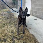 Kilo, a 3-year-old male, is looking for a foster home. Photo courtesy Homer Animal Shelter