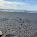 A perfect seashell rests on the sand at Bishop's Beach on Monday, Feb. 23, 2026, in Homer, Alaska. (Delcenia Cosman/Homer News)
