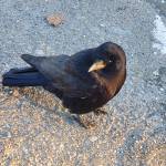 A crow poses for a photograph on Saturday, Feb. 21, 2026, at the Homer Public Library in Homer, Alaska. (Delcenia Cosman/Homer News)