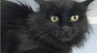 Wynn, 1-year-old female. Photo courtesy Homer Animal Shelter