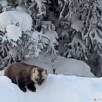 This marten visits a home on Ester Dome west of Fairbanks. Its feet are more than twice as large as an equal-size minks. Those big furry feet are possibly an adaptation for deep snow. Photo courtesy Zane Nicholson