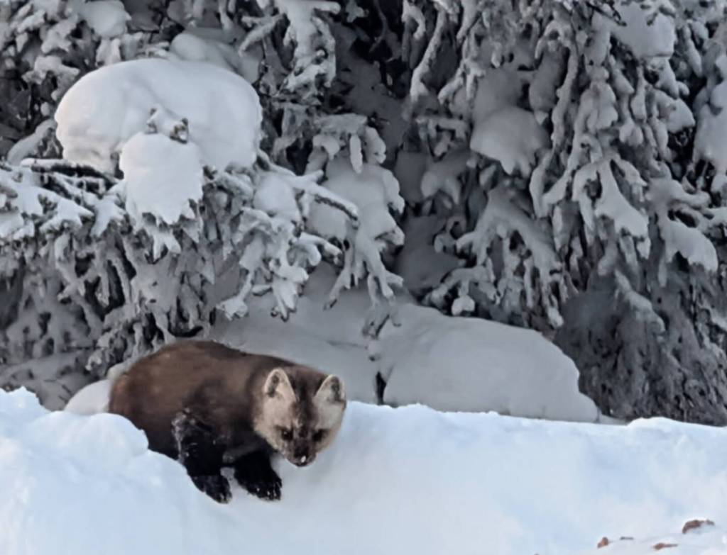 This marten visits a home on Ester Dome west of Fairbanks. Its feet are more than twice as large as an equal-size minks. Those big furry feet are possibly an adaptation for deep snow. Photo courtesy Zane Nicholson