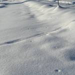 Mice-like voles have pushed up vent holes that connect to their subnivean worlds here at Creamers Field Migratory Waterfowl Refuge. Photo courtesy Mike Taras