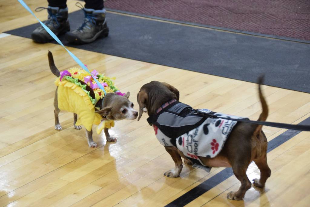 Zoey the chihuahua (left) and Doxy the mini dachshund (right) greet each other during the Snow Rondi dog show on Sunday, March 1<ins>, 2026,</ins> at Chapman School<ins> in Anchor Point, Alaska</ins>. Zoey won the prize for Best Costume. (Delcenia Cosman/Homer News)