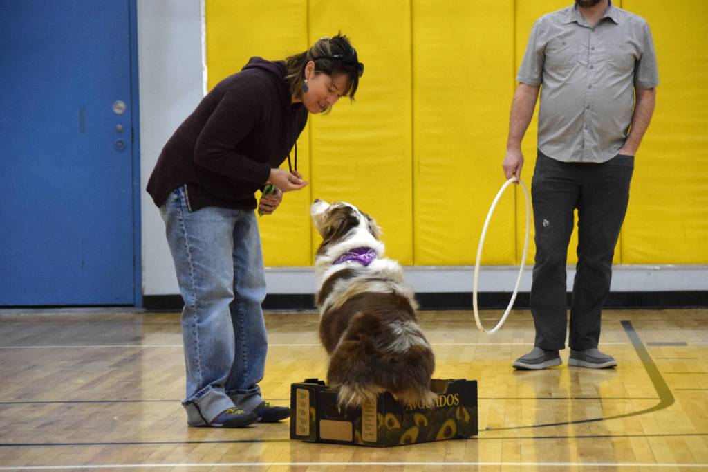 Mary Simondsen (left) offers a treat to Cheddar for performing tricks, like sitting in a box on command, during the Snow Rondi Dog Show on Sunday, March 1<ins>, 2026,</ins> at Chapman School<ins> in Anchor Point, Alaska</ins>. Cheddar won the prize for Best Trick.